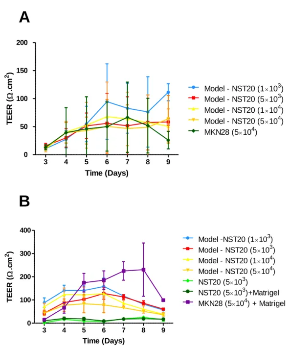 Figure 8-  A: Influence of NST20 cell density on TEER, over time, in a “sandwich” model, for a volume of  15µL  of  Matrigel  (n=4);  B: Influence  of NST20  cell  density  on TEER,  in  a  “sandwich” model, for a  volume  of  30µL  of  BD™  Matrigel  (n=3