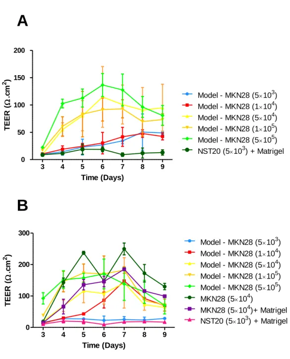 Figure 10 -  A: Influence of MKN28 cell density on TEER, over time, in a “sandwich” model, for a volume  of 15µL of Matrigel (n=4); B: Influence of MKN28 cell density on TEER, in a “sandwich” model, for a volume of  30µL  of  BD™  Matrigel  (n=3)