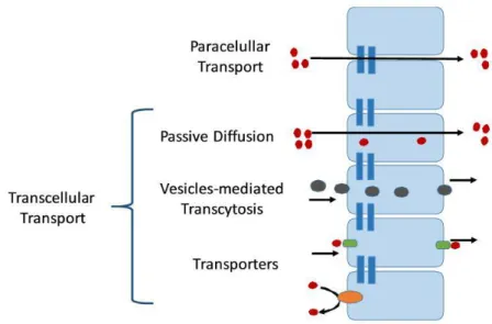 Figure 1.6. Mechanisms of absorption that occurs in lung epithelium. 