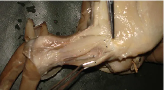 Figura  3.  Fotografia  do  membro  pélvico  direito  de  feto  de  eqüino  (vista  lateral):  A)  músculo  extensor  longo  do  dedo;  B)  músculo  fibular  terceiro;  C)  músculo  extensor  lateral  do  dedo;  D)  nervo  fibular  superficial;  E)  nervo 