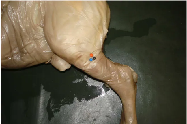 Figura 6.  Fotografia do membro pélvico esquerdo de feto de eqüino sem raça definida  (vista  lateral  –  região  proximal  do  osso  tíbia)