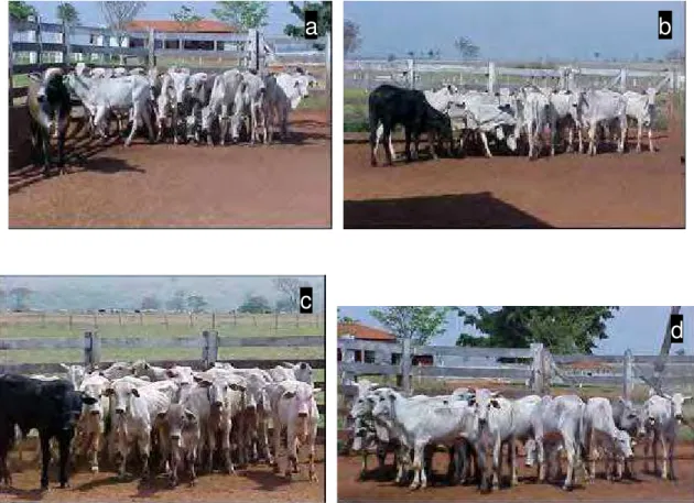 Figura 1: Grupos experimentais a) bovinos do grupo G 3,6 ; b) bovinos do grupo  G 5,4 ; c) bovinos do grupo G 6,4 ; d) bovinos do grupo Gc.