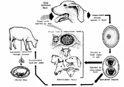 Figura 1. Ciclo de vida de N. caninum (Dubey, 1999). 