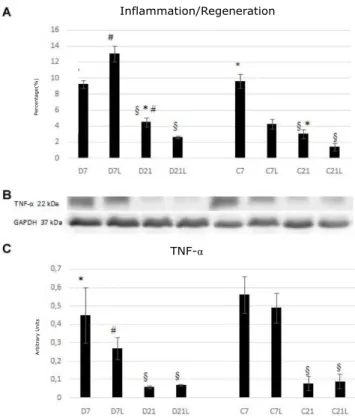 Figure 3. Quantification of the connective tissue in the groups  evaluated