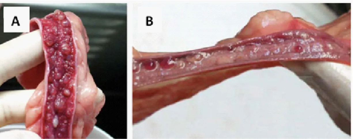 Figure 8:  Internal morphology of a uterine specimen presenting canine CEH lesions. A- Cystic  endometrial hyperplasia grade I