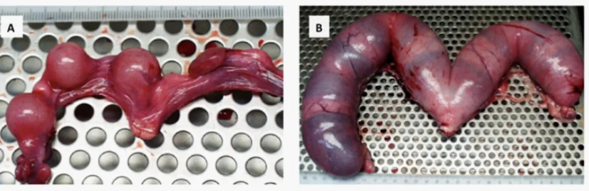 Figure 1:  Gross morphology of the uterus in a 4-week feline pregnancy (A) and an 8-week  canine pregnancy (B).