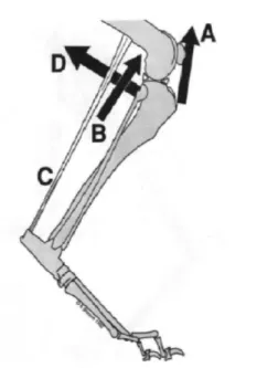 Figura  1:  Equilíbrio  entre  o  grupo  de  músculos  extensores  e  flexores.(A:  m
