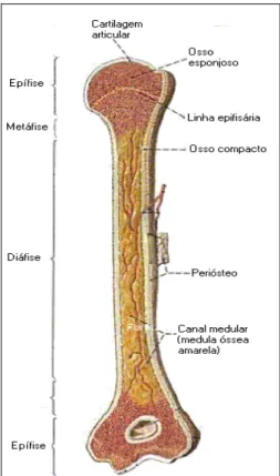 Figura 2.7: Ilustração de um osso longo, o úmero (Junqueira e Carneiro, 1995). 