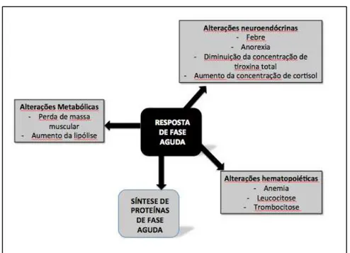 Figura 5  –  Alterações produzidas durante a resposta de fase aguda. 