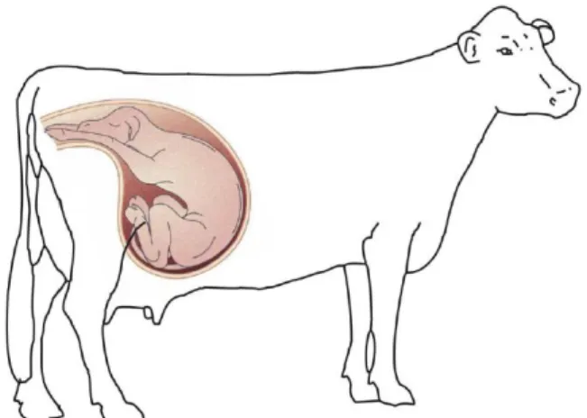 Figura 1 – Estática normal do feto no momento do parto (Ceron 2007) 