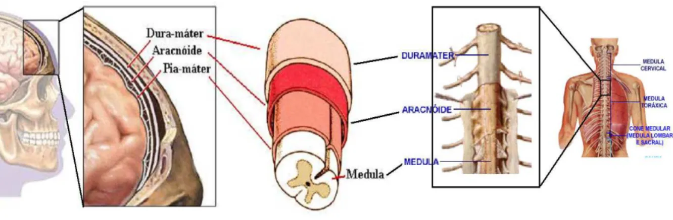 Figura 2.1: Membranas que reveste o Sistemas Nervoso Central