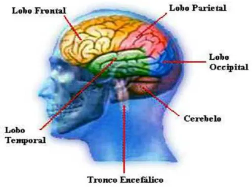 Figura 2.5: Lobos do cortex cerebral