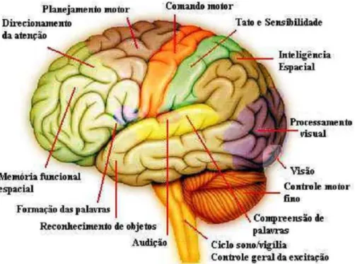 Figura 2.6: Subdivis˜ao cortical mais cerebelo e tronco encef´alico