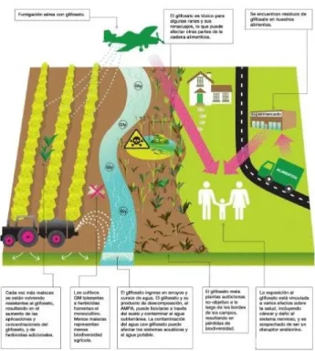 Figura 6. Glifosato e suas possíveis vias ambientais (Fonte: GREENPEACE)