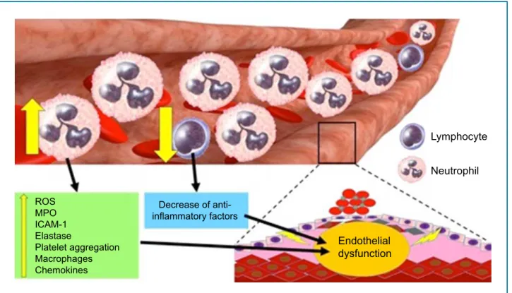 Figure 1 - Pathological mechanisms triggered by neutrophils and lymphocytes during the evolution of cardiovascular diseases