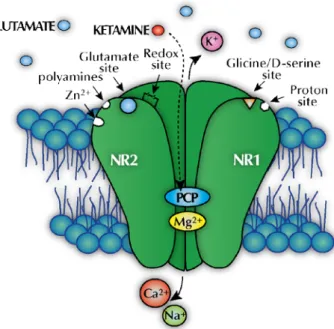 Figure 1.3 - Representation of the NMDA receptor complex. The receptor complex is assembled as  heterotetramers of obligatory subunits: a main NR1 subunit and additional subunits of NR2 or NR3