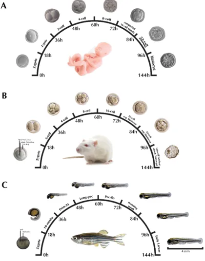 Figure 1.4  - Translating times across human (A), rodent (B) and zebrafish (C) early development