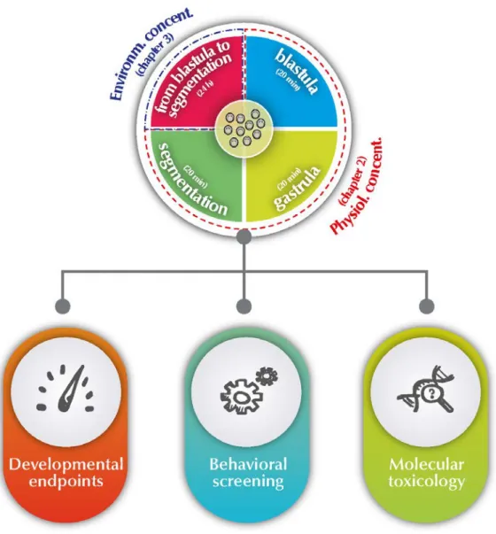 Figure 1.6 - Schematic overview of thesis objectives and outline. Topics addressed in this thesis are  indicated within each segment and included the analysis of developmental endpoints, behavioural  alterations and molecular toxicology studies after expos
