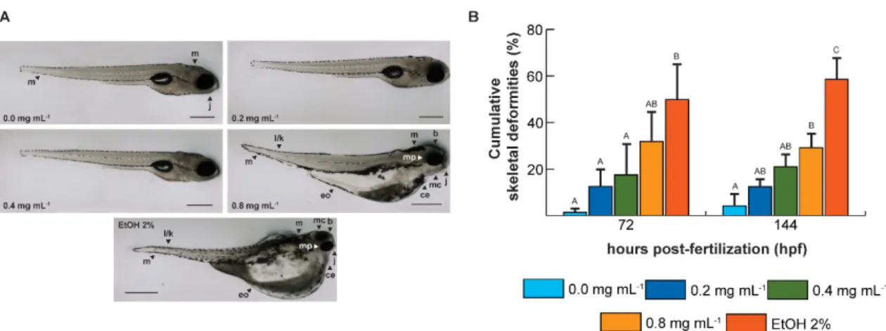 Figure 2.1.3  -  A. Malformation in zebrafish exposed to ketamine and ethanol.  Anomalies observed  were evident in the higher ketamine dose and even more extensive in the ethanol exposed larvae