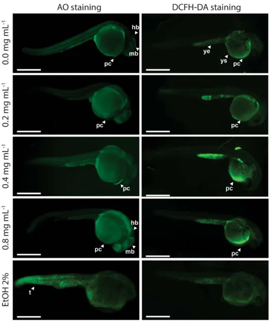 Figure 2.1.4  -  Cellular death pattern and reactive oxygen species spatial distribution in zebrafish  embryos at  24 hpf