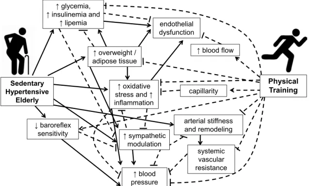 Figure 1. Interactions between alterations in sedentary hypertensive elderly individuals and the influence of physical training