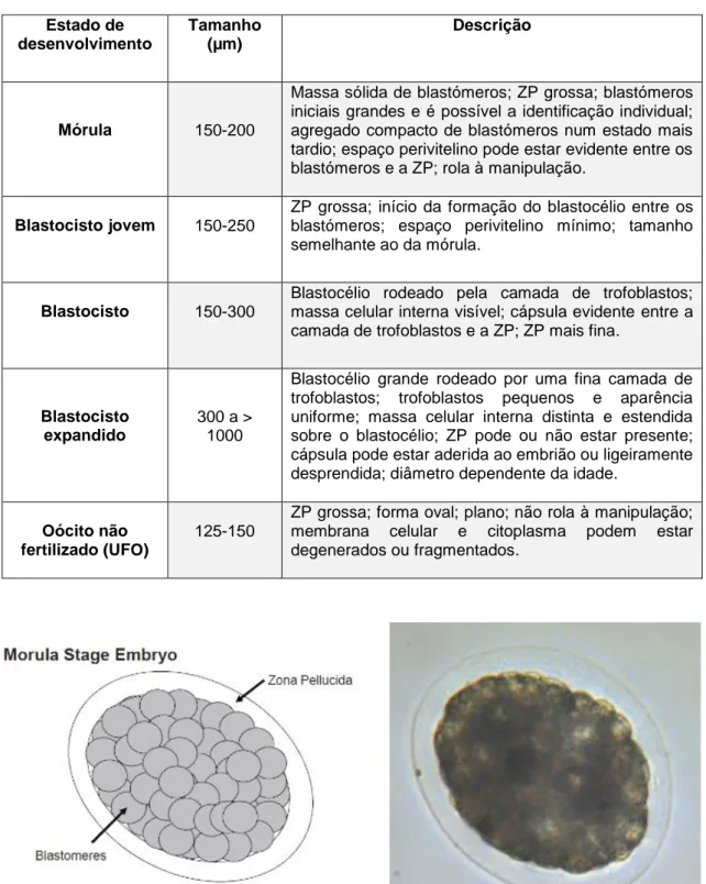Figura 4- Esquema e foto de mórula (grau 1). Adaptado de McCue et al. (2009). 