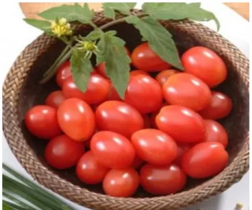 Figura 11 – Qualidade dos tomates utilizados nos experimentos. 