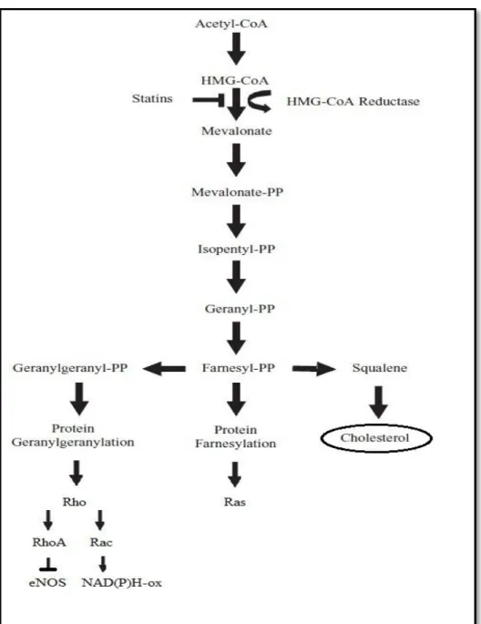 Figura  1  –  Via  do  ácido  mevalónico.  Diagrama  da  biossíntese  de  colesterol  com  consequente  isoprenilação das proteínas Rho e Ras, que inibe a formação da eNOS e  activa a NAD(P)H oxidase