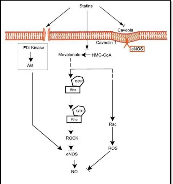 Figura 3 –  Aumento da eNOS pelas estatinas.  As estatinas  modulam a expressão da eNOS por  três  mecanismos  principais:  (1)  aumento  da  estabilidade  do  mRNA  da  eNOS  através  da  inibição  da  isoprenilação da Rho; (2) aumento da fosforilação da 