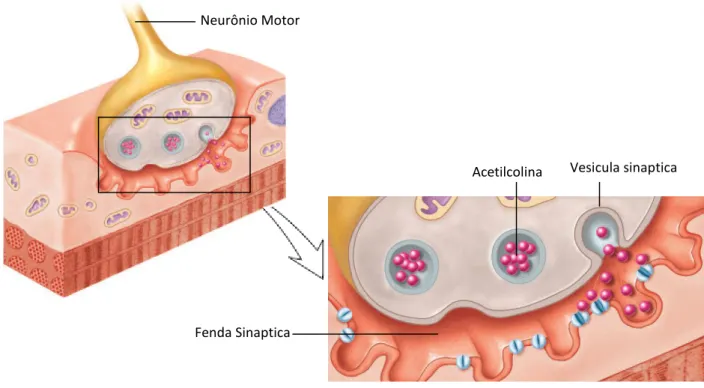 Figura 2.10  –  Junção neuromuscular  –  fenda sináptica 