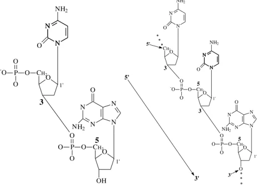 Figura 12: Ligação fosfodiéster entre dois nucleotídeos e o respectivo crescimento da cadeia de  DNA