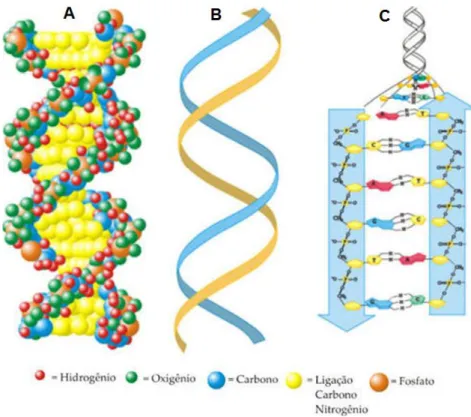 Figura 13: Modelo de estrutura 3D de DNA no plano e retorcida proposto por Watson, Crick e  Wilkins c 