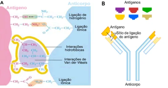 Figura 22: Esquema simplificado para as interações (A) covalentes entre antígeno e anticorpo e  (B) sistema de seletividade do anticorpo