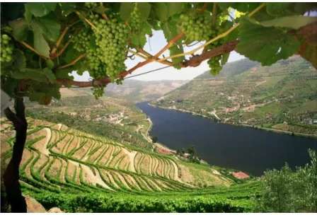 Figure 1.5 - Douro vineyard.  