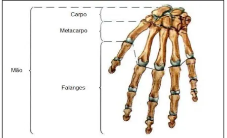 Figura 2.14. Partes da mão humana (Adaptado de Sobotta, 2006). 