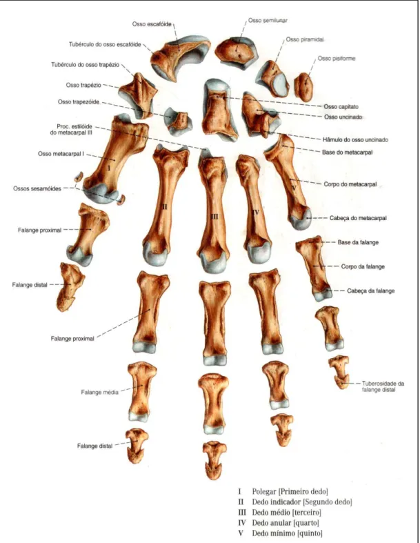 Figura 2.15. Vista palmar dos ossos da mão (os ossos estão espaçados para facilitar a  identificação) (Sobotta, 2006)