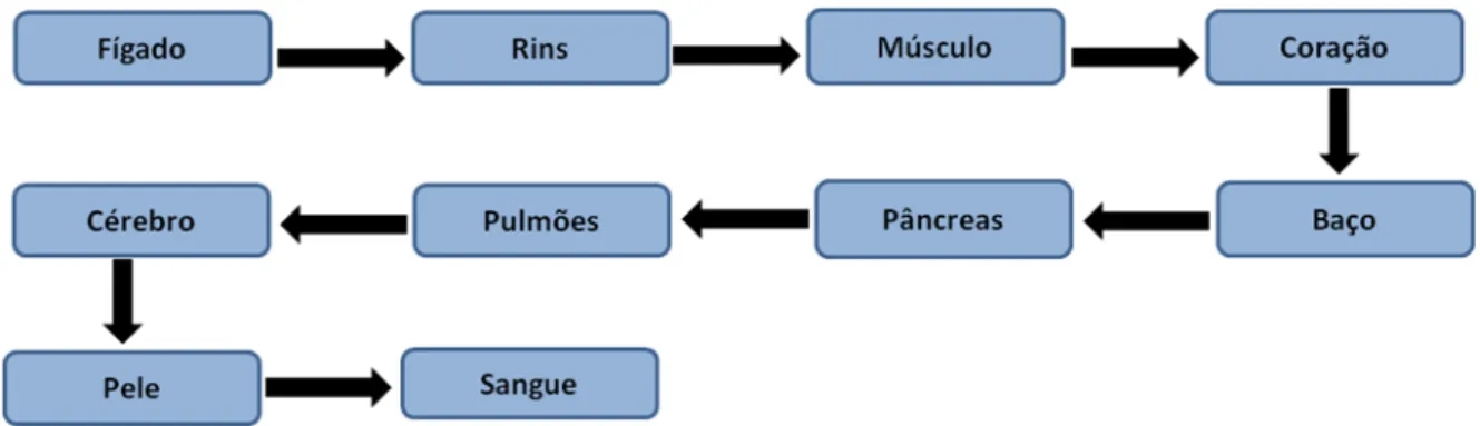 Figura  2:  Representação  do  processo  de  contaminação  por  antimônio  no  organismo humano