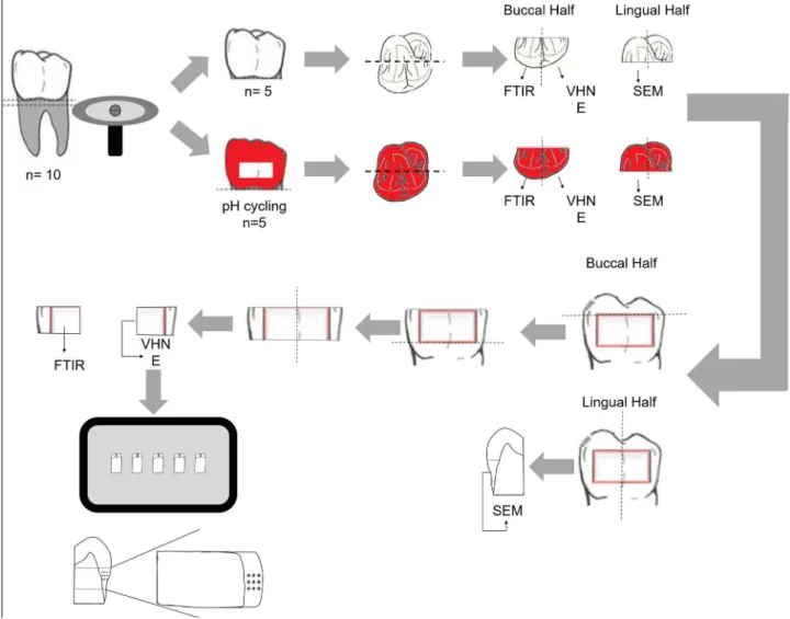 Figure 1- Schematic illustration of the experimental design. The teeth were sectioned for analyses using Fourier Transform Infrared  Spectroscopy (FTIR) (n=5); Vickers microhardness and elastic modulus (n=5); and for morphological analyses (SEM) (n=3)