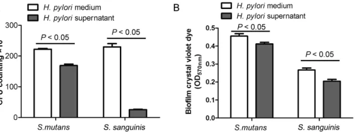 Figure 2-  Effect of  H. pylori  supernatant on  S. mutans  and  S. sanguinis  biofilm formation