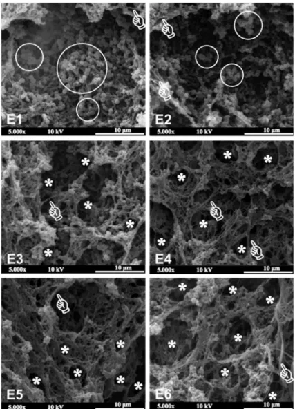 Figure 4-  Scanning electron microscopy images (magnification 5,000x) of  S. mutans  biofilm on experimental composite surfaces