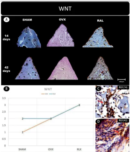 Figure 1-  (A) Photomicrographs in a higher original objective (x40) of the different groups (SHAM, OVX, and RLX) and periods (14 and  42 days), in which is possible to observe an increased area of diaminobenzidine-stained cells (brown areas) around the pe