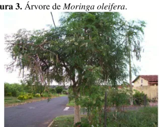 Figura 3. Árvore de Moringa oleifera. 