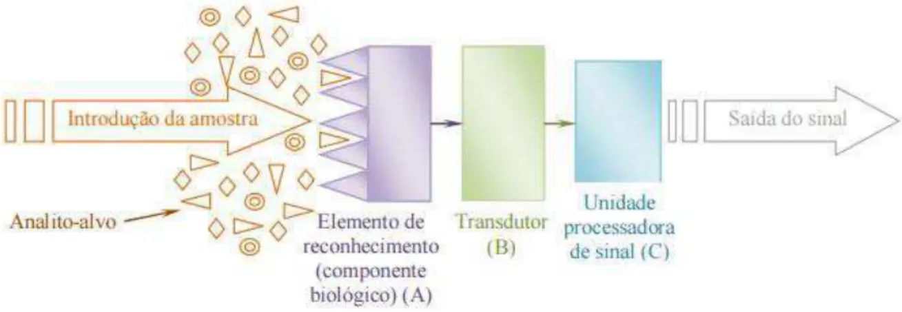 Figura 4: Esquema ilustrativo de um biossensor.