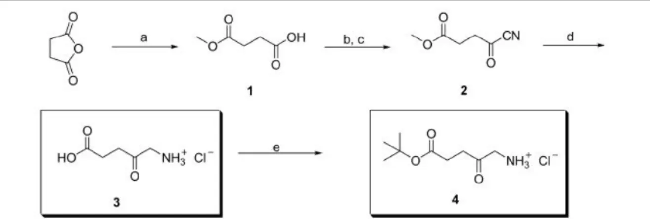 Figura  4:  Rota  sintética  para  obtenção  do  ALA  e  o  derivado  terc@butil  éster,  a  partir  de  anidrido  succínico  (KANG  ., 2005).