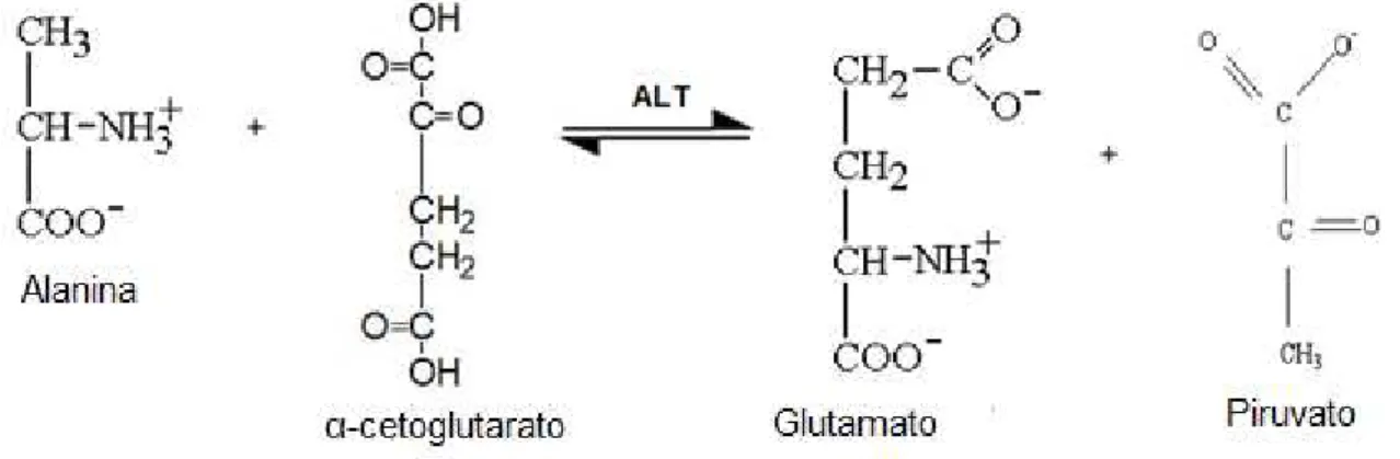 Figura 2: Reação de transaminação catalisada pela ALT.  