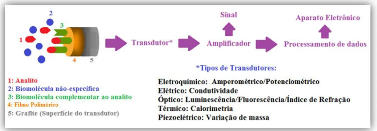 Figura 3: Representação esquemática do biossensor [39]. 