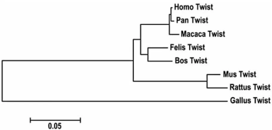 Fig.  (3). For  all  species  analyzed  (Homo  sapiens, Rattus  norvegicus, Mus  musculus,  Macaca  mulatta,  Pan  troglodytes,  Bos  Taurus and  Gal- lus gallus) the partial  amino acid  sequence of the Twist-1  protein  was  deduced  using the Genedoc pr
