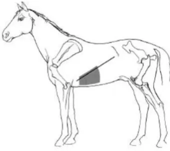 Figura  12:  Diagrama  da  região  a  tosquiar  para  examinar  fígado  no  lado  esquerdo  do  animal