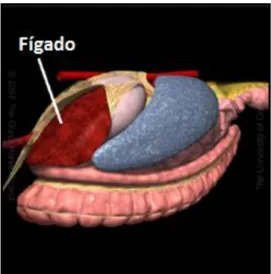 Figura  28:  O  fígado  localiza-se  entre  o  estômago  e  o  diafragma.  Imagem  adaptada  de  Moore  et  al