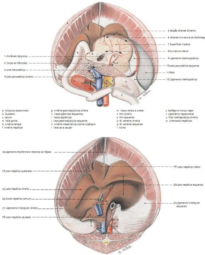Figura  33:  Diagrama  das  estruturas  viscerais  do  abdómen:  baço,  fígado,  pâncreas  e  estômago